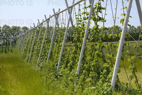 Scaffolding trellis with common hop