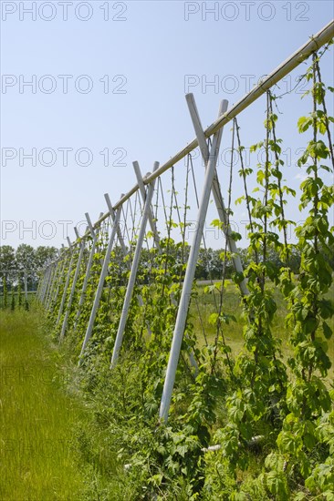 Scaffolding trellis with common hop