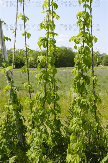 Scaffolding trellis with common hop