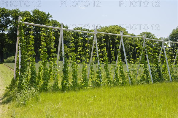 Scaffolding trellis with common hop