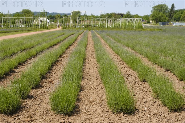 Field with rows of lavender