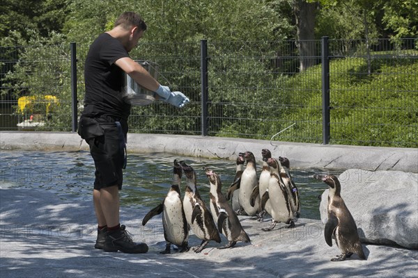 Humboldt penguins