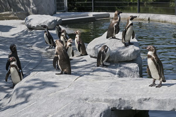 Humboldt penguins