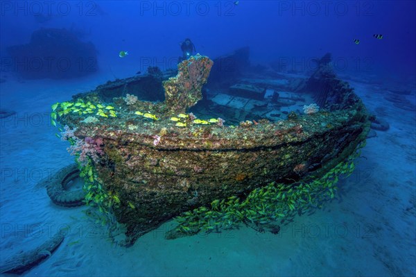 Diver looking at small wreck Shipwreck Water Lily in front of it school of fish of blue stripe snapper