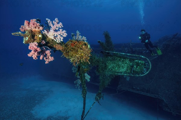 Diver looking at colourful soft corals