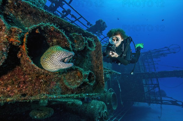 Diver looking closely at moray eel giant moray