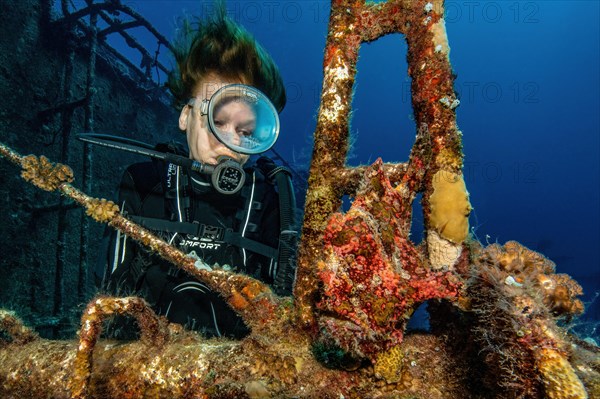 Diver looking closely at frogfish Giant frogfish