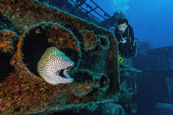 Diver looking at moray eel giant moray