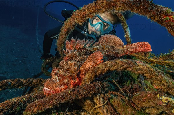 Diver looking closely at dripping tassled scorpionfish