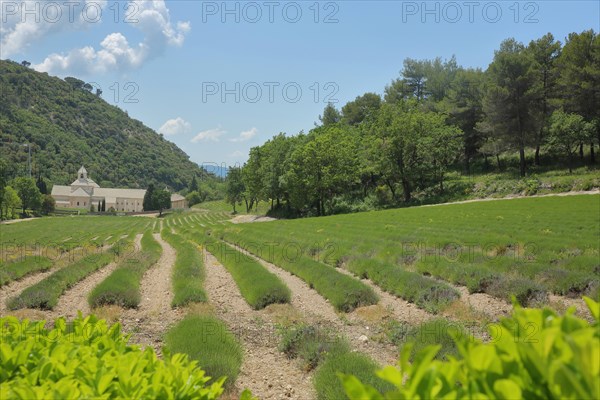 Abbaye de Sénanque built 1148