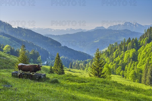 Cow in front of water trough