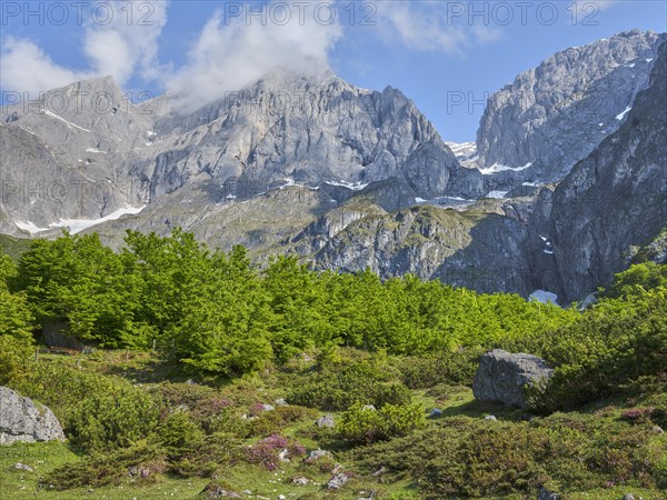 Hochkönig with heather