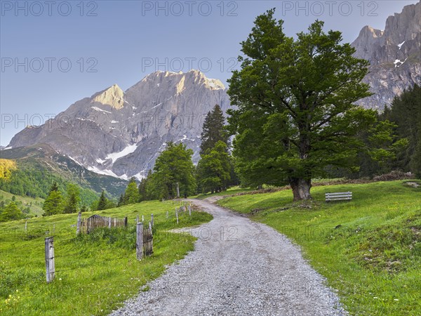 Old lime tree in front of Hochkönig