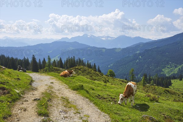 Cow grazing on the mountain pasture