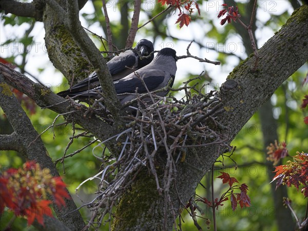 Hooded crows