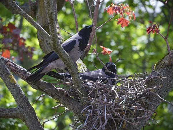 Hooded crows