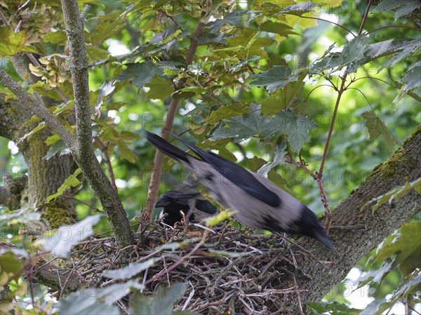 Hooded crows