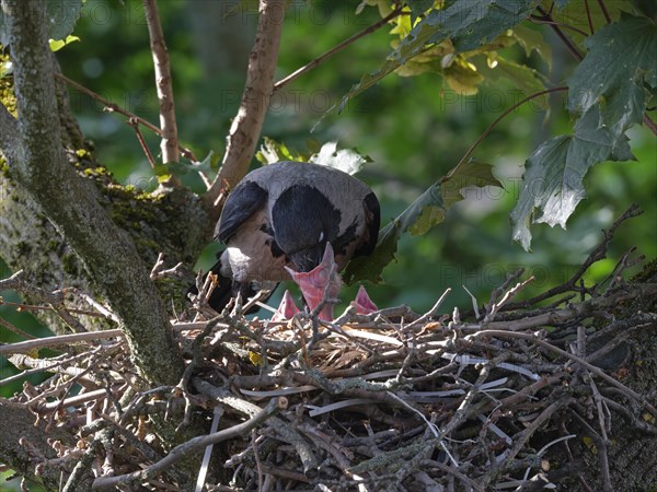 Hooded crows