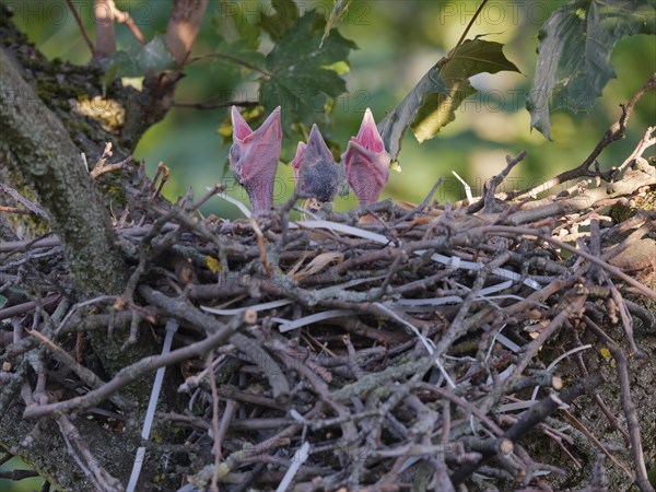 Young hooded crows