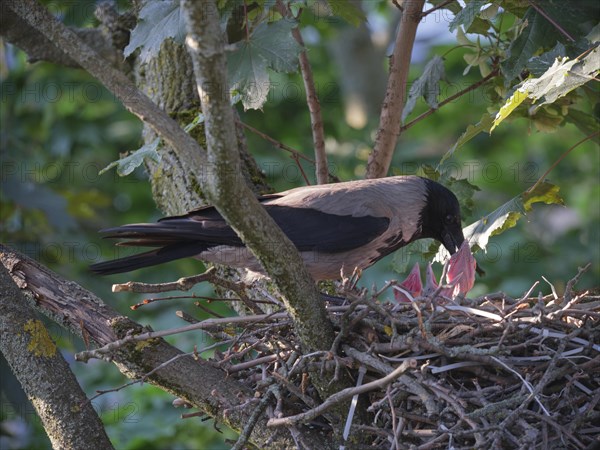 Hooded crows