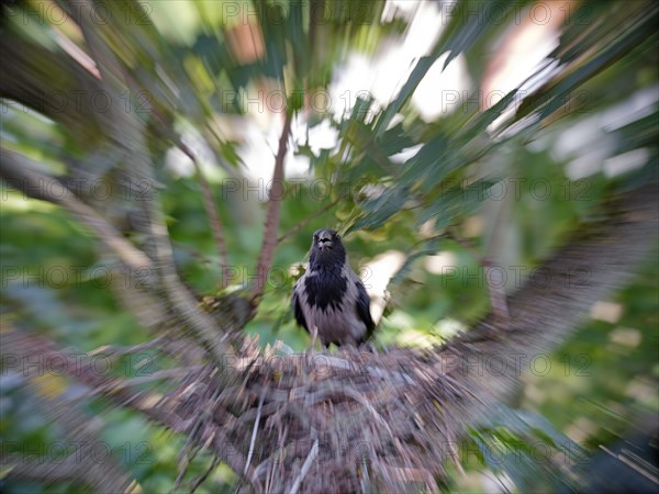 Hooded Crow