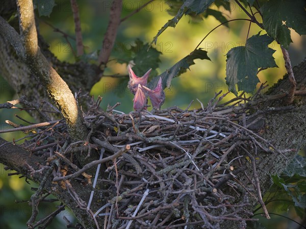 Young hooded crows