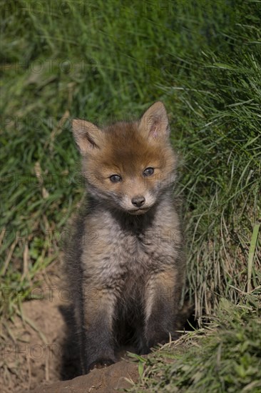 Young fox