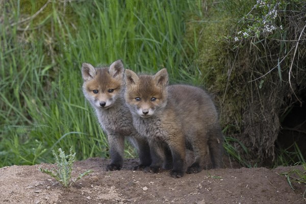 Young fox