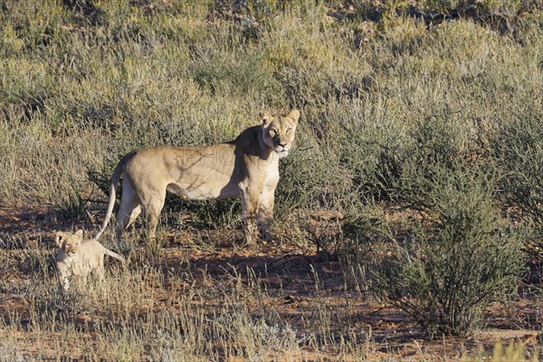 African lions