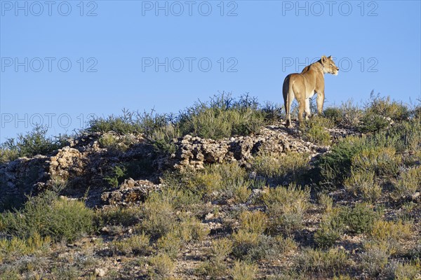 African lion