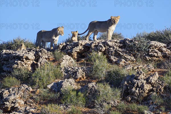 African lions