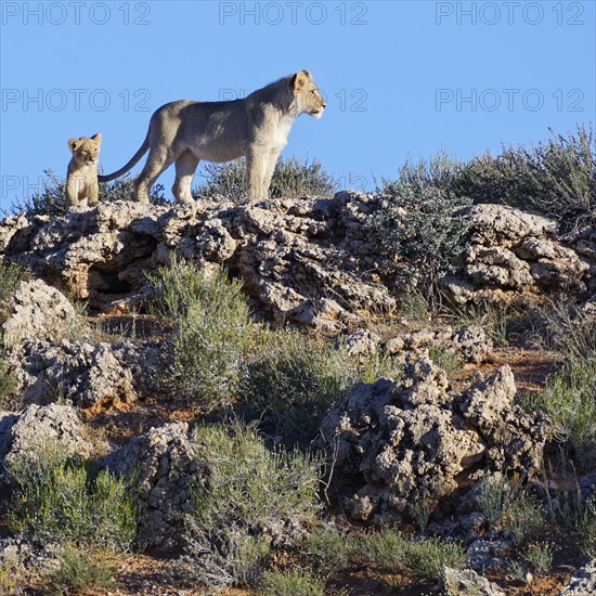 African lions