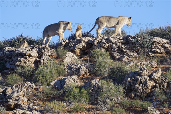 African lions