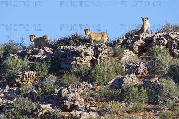 African lions