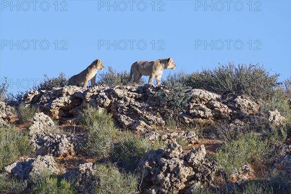 African lions