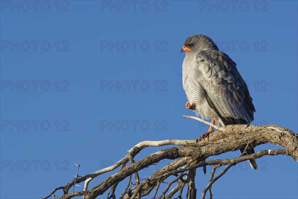 Pale chanting goshawk