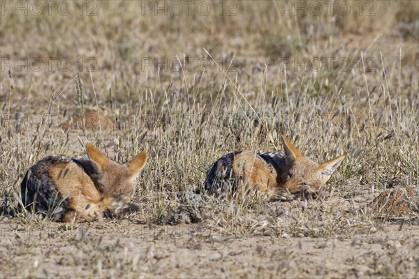 Black-backed jackals