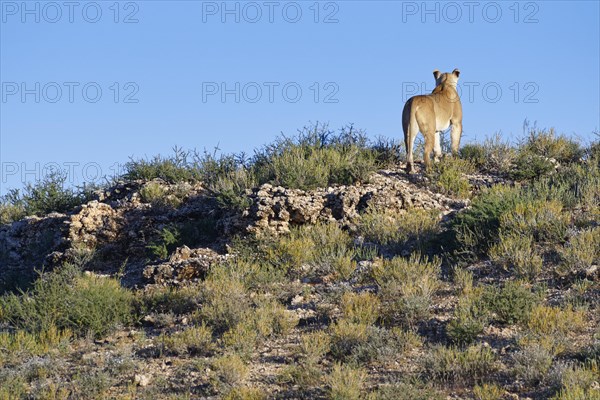 African lion