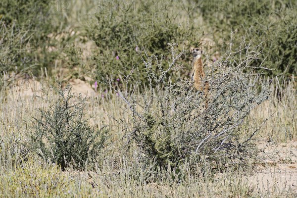 Meerkat