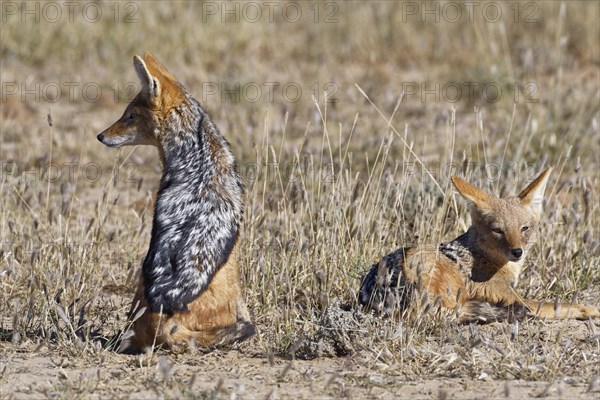 Black-backed jackals