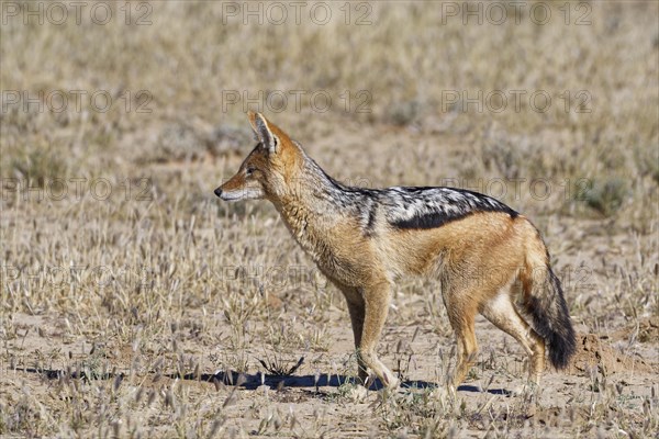 Black-backed jackal