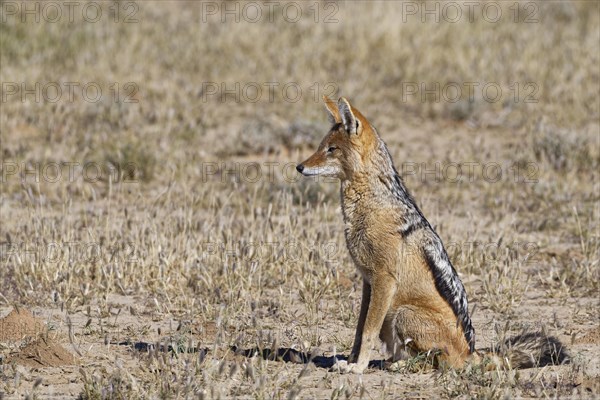 Black-backed jackal