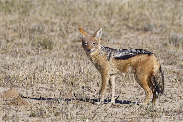 Black-backed jackal