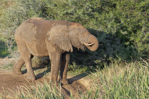 African bush elephant