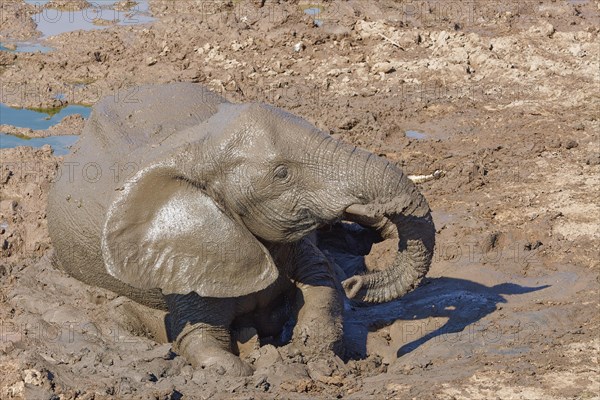 African bush elephant