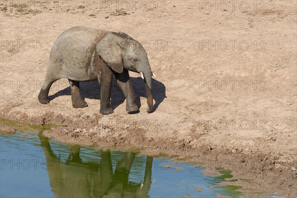 African bush elephant