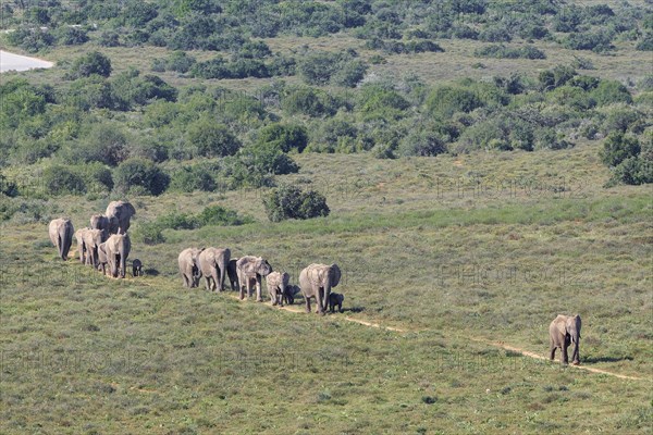 African bush elephants