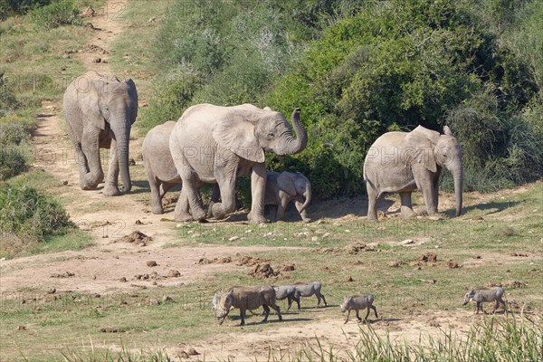 African bush elephants