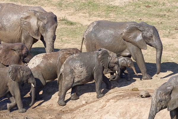 African bush elephants