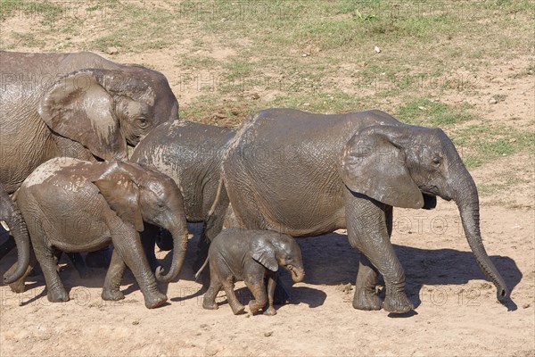 African bush elephants